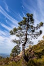 Pine Pinus vulgaris Royalty Free Stock Photo