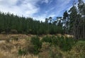 a pine plantation and reforested native bushland at the Creswick Regional Park, also known as the Creswick State Forest Royalty Free Stock Photo