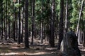 Pine plantation shot at Adelaide Austrailia Royalty Free Stock Photo