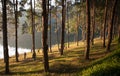 Pine plantations on Pang-ung lake at Maehongson, Thailand