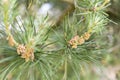 Pine pollen on a branch of pine