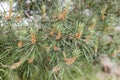 Pine pollen on a branch of pine