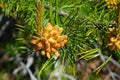 Pine Pollen