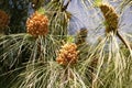 pine pollen in nature. pine pollen in nature outdoor. pine pollen on branch in nature.