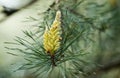 pine during the pollen season pine good for syrup, health