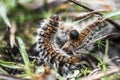 pine processionary caterpillars advancing in line in a garden(in macro) Royalty Free Stock Photo