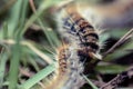 pine processionary caterpillars advancing in line in a garden(in macro) Royalty Free Stock Photo