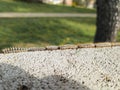 Pine processionary caterpillars forming a characteristic procession line Royalty Free Stock Photo