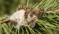 Pine processionary moth caterpillars found on pine tree branches. These larvae have toxic hairs causing skin and respiratory Royalty Free Stock Photo