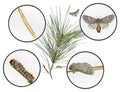 Pine processionary moth, Thaumetopoea wilkinsoni