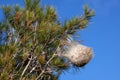 Pine processionary nest on a pine