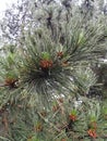 Pine in the rainly morning Royalty Free Stock Photo