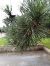 Pine in the rainly morning Royalty Free Stock Photo