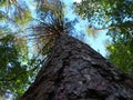 Pine reaches for the sky