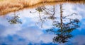 Pine reflection from bog lake Royalty Free Stock Photo