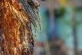 Pine resin amber color flows down the bark of the tree