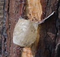 Pine resin collecting pot on pine tree 1 Royalty Free Stock Photo