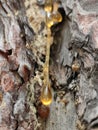 pine resin, flowing in winter and freezing in drops, macro Royalty Free Stock Photo