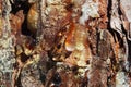 Pine Resin flows through the bark of the trunk Royalty Free Stock Photo