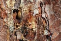 Pine Resin flows through the bark of the trunk Royalty Free Stock Photo