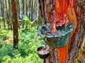 Pine resin hatvesting in a lush forest Royalty Free Stock Photo