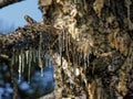 pine resin in a meadow