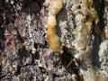 pine resin in a meadow