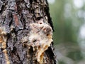 pine resin in a meadow