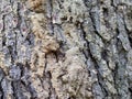 pine resin in a meadow