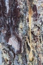Pine resin Royalty Free Stock Photo