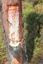 Pine Resin on a tree being collected Royalty Free Stock Photo
