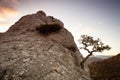 Pine on a rock