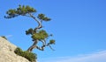 Pine on a rock.
