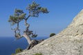 Pine on a rock against the blue sky. Crimea.
