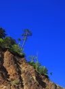 Pine on the rock against bright blue sky