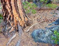 At the Pine Rock Forest