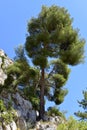 Pine on the rock in french Alps