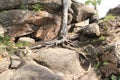 Pine roots on a rock Royalty Free Stock Photo