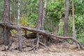 Pine roots stabilizing dune