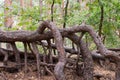 Pine roots stabilizing dune