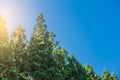 Pine row in blue sky on the background in the morning Royalty Free Stock Photo
