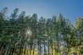 Pine row in blue sky on the background in the morning Royalty Free Stock Photo