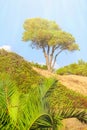 Pine on sandy hillock surrounded by shrubs and young palm trees against the blue sky on a sunny day Royalty Free Stock Photo