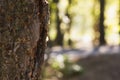 Pine sap glistening in the sun Royalty Free Stock Photo