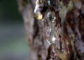 Pine Sap Pitch Resin 2 Royalty Free Stock Photo