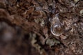 Macro View of Pine Sap Droplet Royalty Free Stock Photo