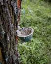 Pine sap tapping concept