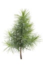 Pine tree seedling