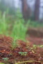 Pine Sapling on ground