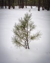 Pine Sapling in Snowy Coconino National Forest near Flagstaff, Arizona Royalty Free Stock Photo